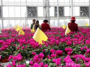 扬州高邮：每天发货30万株，花工厂绽放乡村振兴致富花