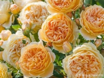 大花香水月季的养护方法，分享10种花香飘满屋