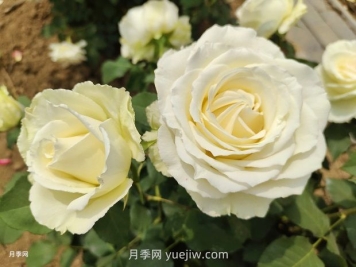 十一朵白玫瑰的花语和寓意