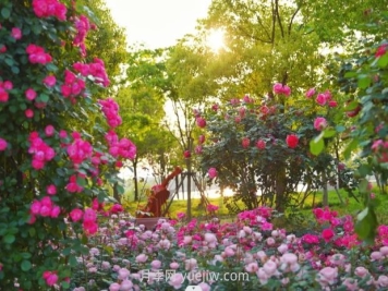 上海前滩休闲公园，月季花海盛景等你赏