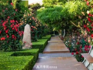 秦皇岛适合养月季花，市花和市树是什么